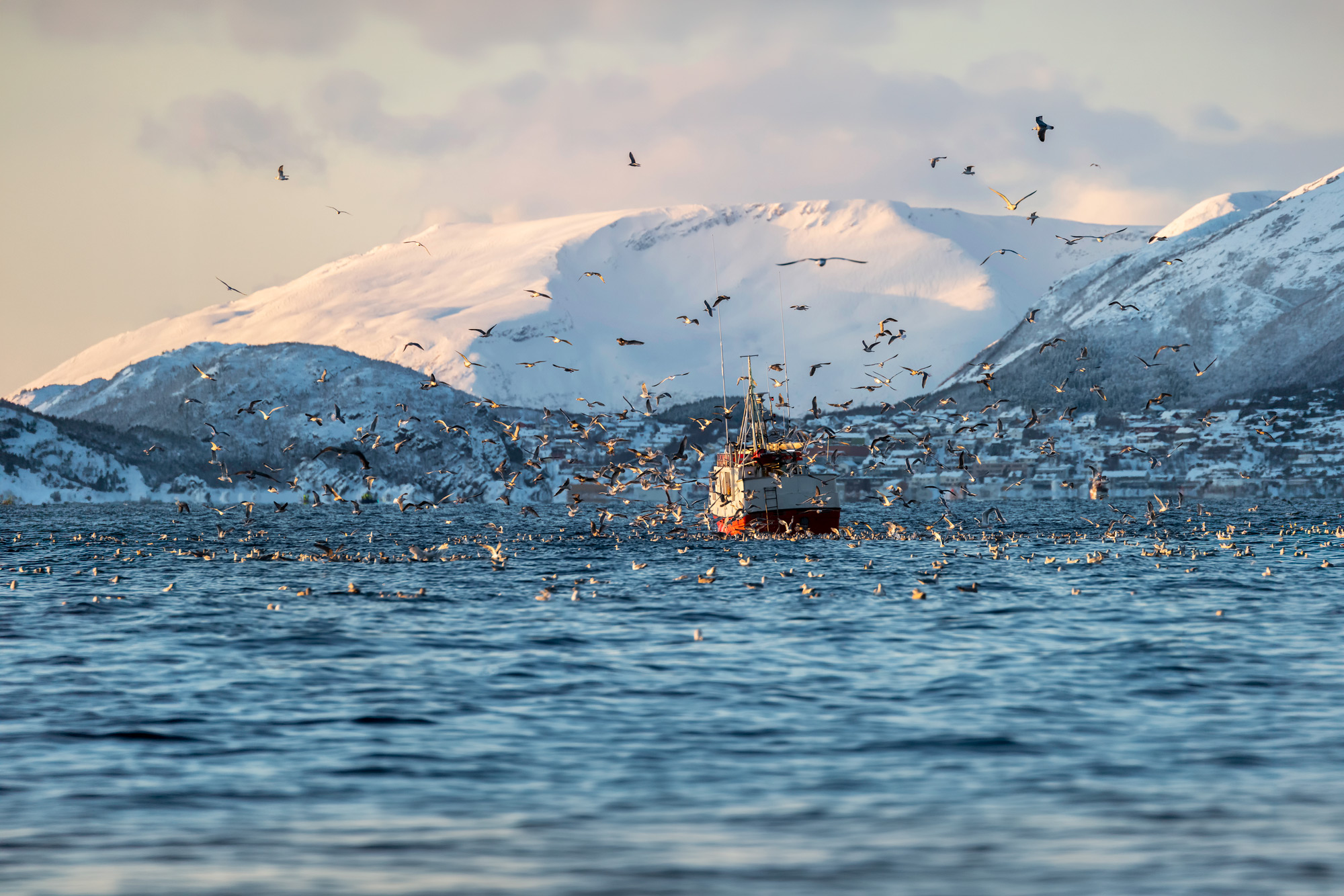 Fiskebåt med fåglar runt om